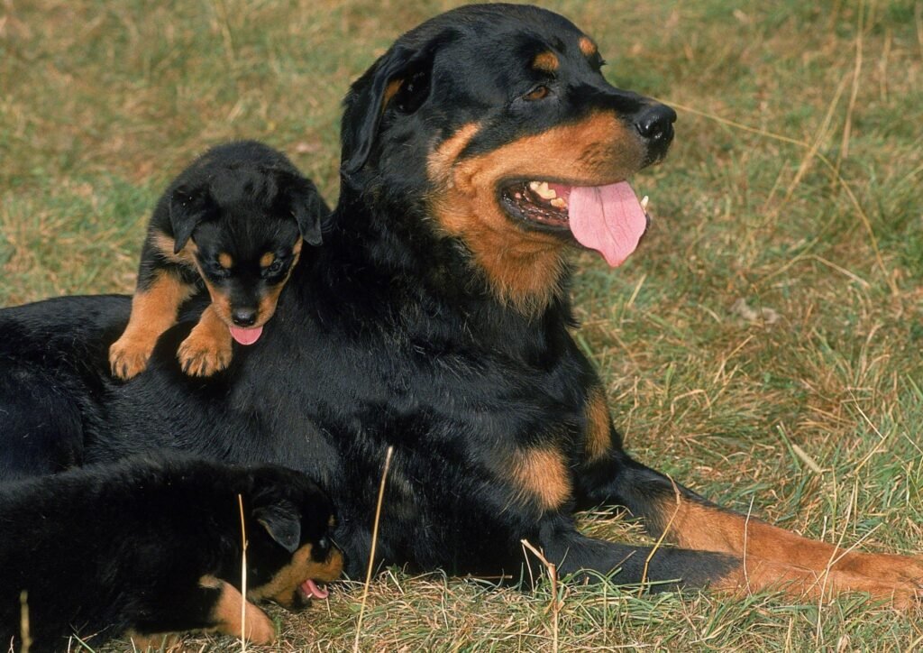 Royal cheap breed rottweilers